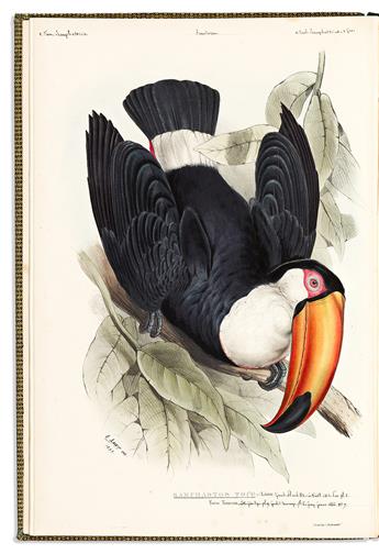 (NATURAL HISTORY.) John Gould. A Monograph of the Ramphastidae, or Family of Toucans. [Bound with:] Supplement to the First Edition...